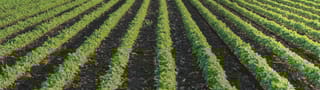 Campo abierto