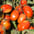 Tomate para Industria