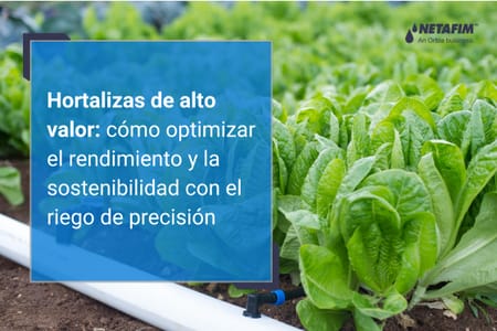 Hortalizas de alto valor: cómo optimizar el rendimiento y la sostenibilidad con el riego de precisión