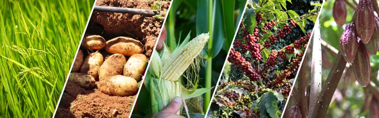 Banner Cultivos en Riesgo: Cómo el Cambio Climático Afecta Nuestros Sabores Favoritos