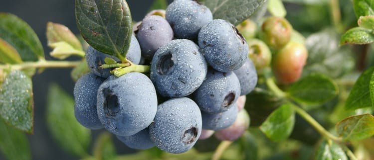 Fertirrigación de Precisión: mejores cultivos siempre.