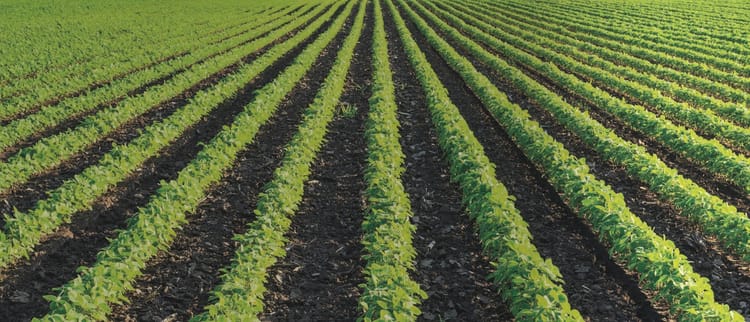 Soluciones de riego de precisión para cultivos de campo abierto