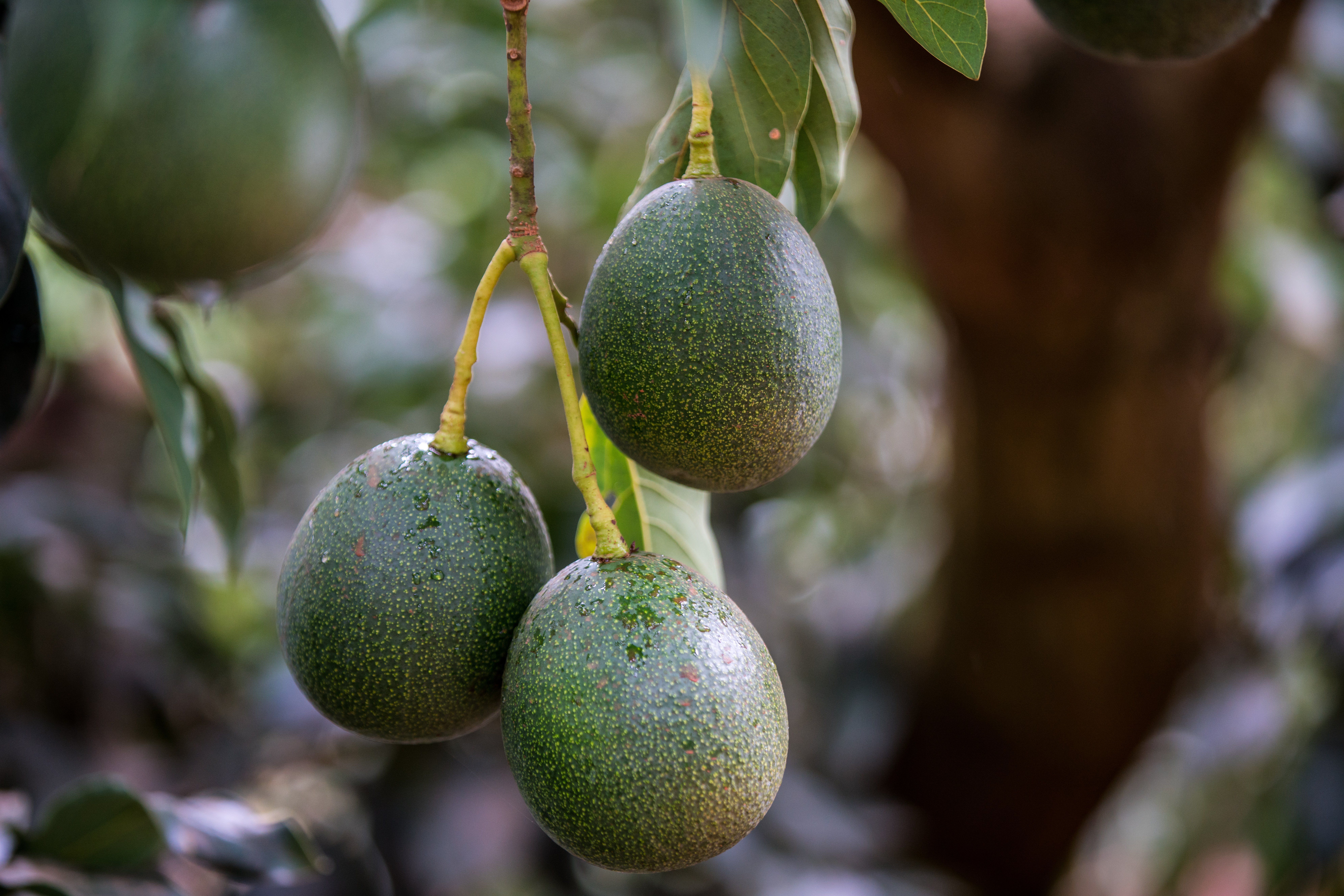 Hortalizas y cultivos a campo abierto