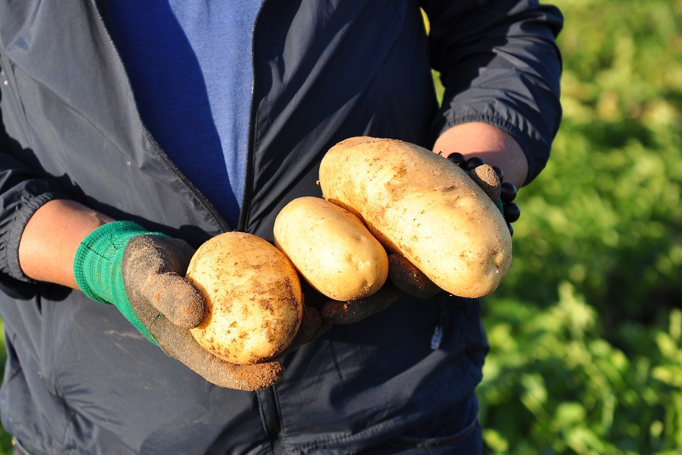 Manejo de nutrientes de la planta